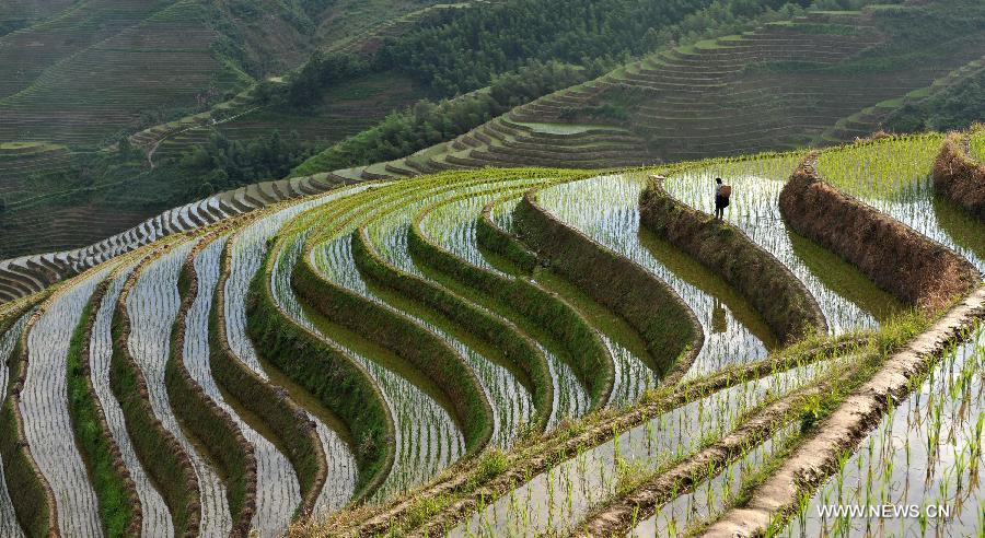 CHINA-GUANGXI-LONGSHENG-TERRACED FIELDS (CN)