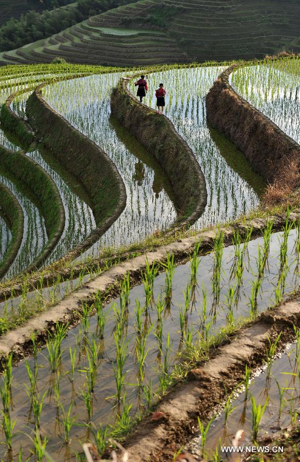 CHINA-GUANGXI-LONGSHENG-TERRACED FIELDS (CN)