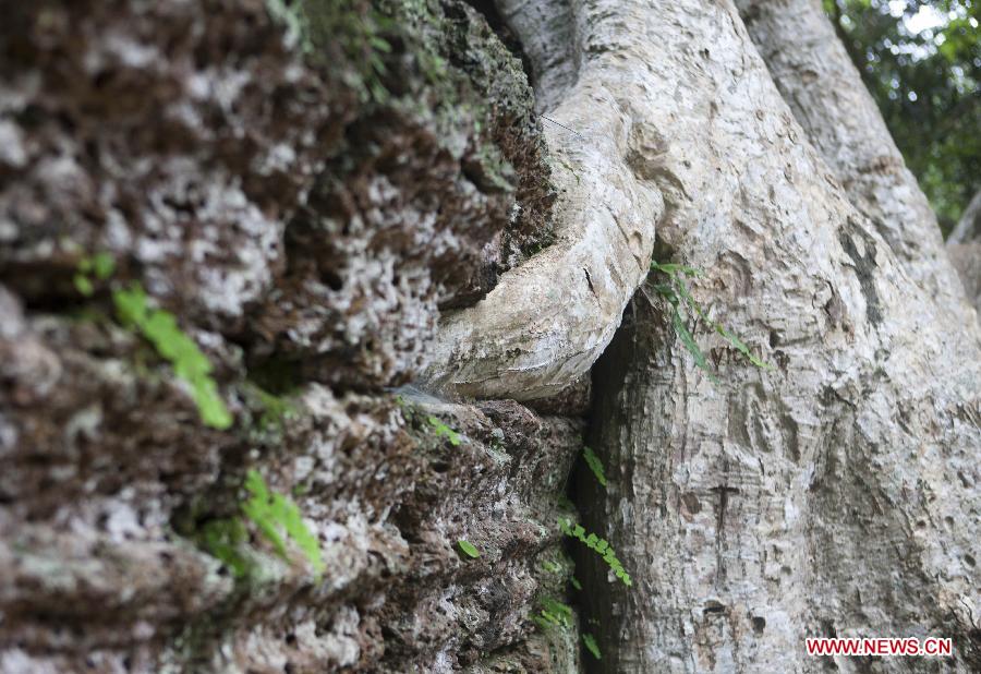 CAMBODIA-SIEM REAP-ANGKOR-TA PROHM TEMPLE-TOURISM