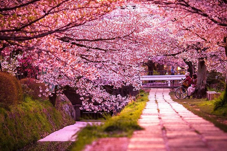 Fabulous scenery of cherry blossom around world