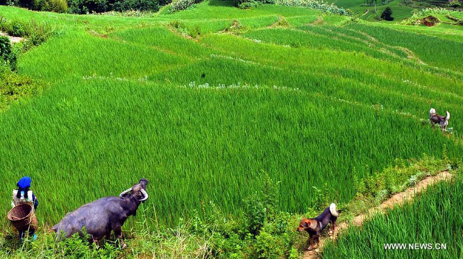 CHINA-YUNNAN-YUANYANG-SCENERY (CN)