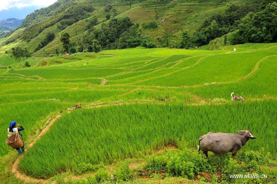 CHINA-YUNNAN-YUANYANG-SCENERY (CN)