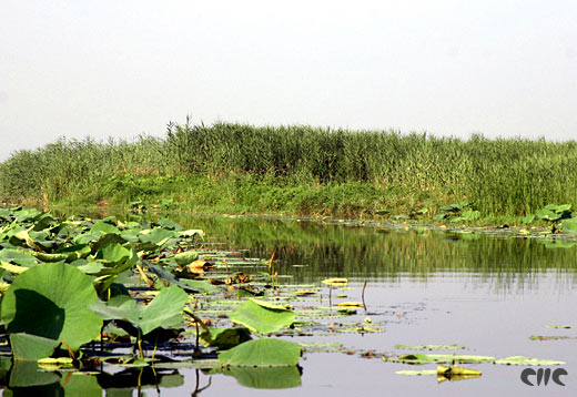 Baiyang Lake, one of the 'Top 10 attractions in Hebei, China' by China.org.cn