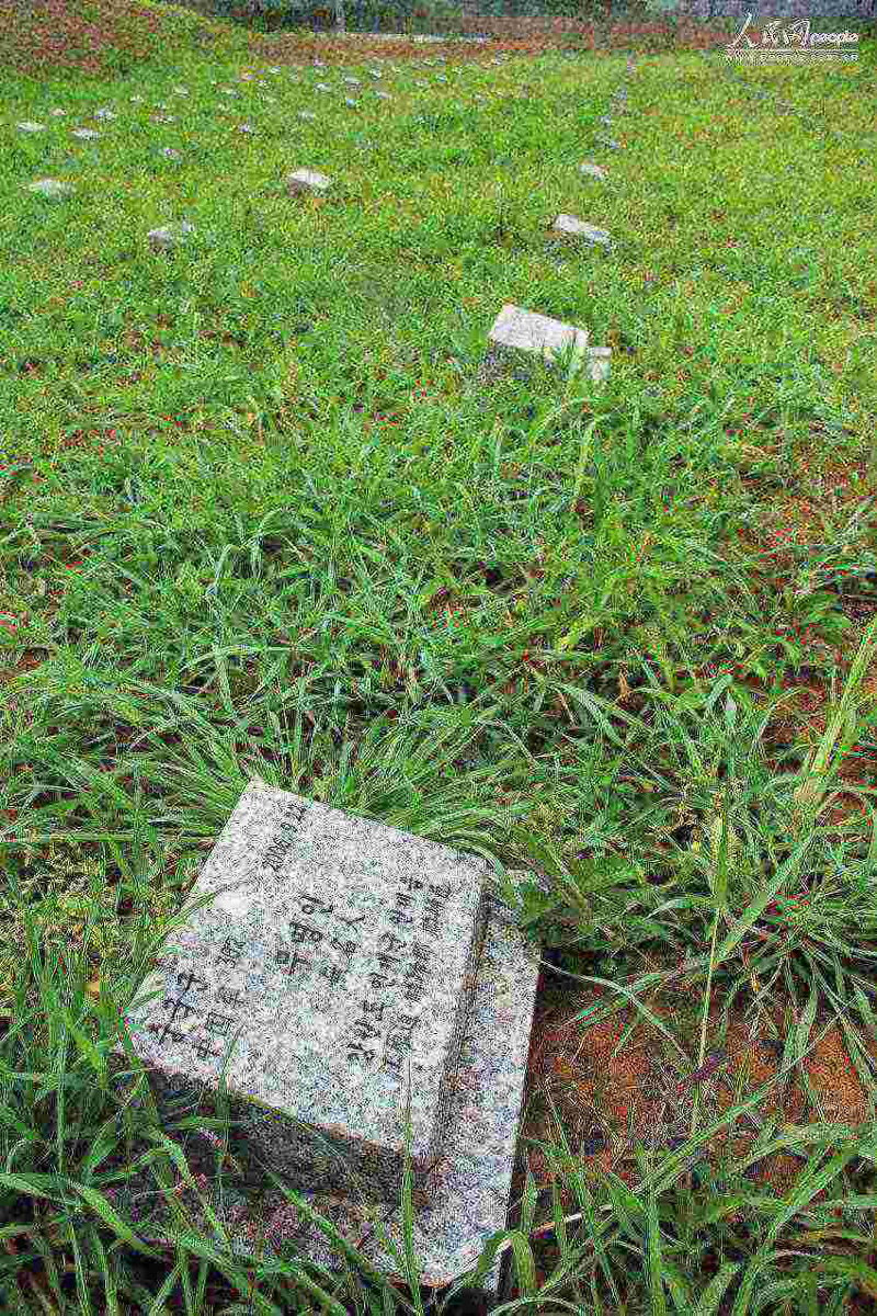 Gravestones lined up in proper order.