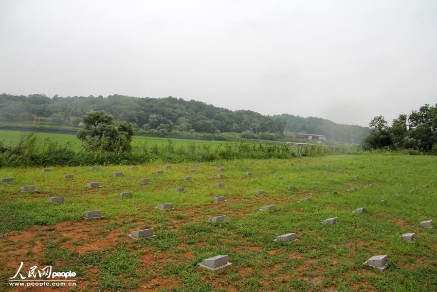 Gravestones lined up in proper order and all facing north.