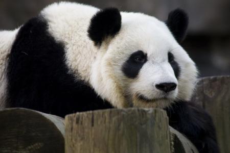 Atlanta panda Lun Lun to give birth to its fifth cub. [CNTV]