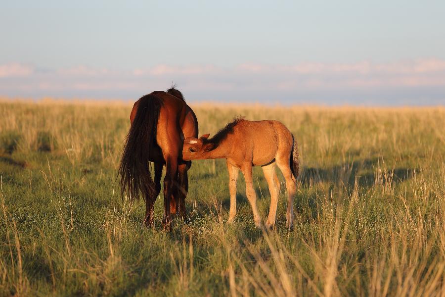 #CHINA-INNER MONGOLIA-TOURISM (CN) 