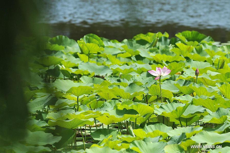 CHINA-NINGXIA-LOTUS (CN) 