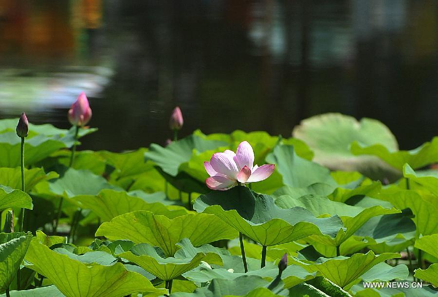 CHINA-NINGXIA-LOTUS (CN) 