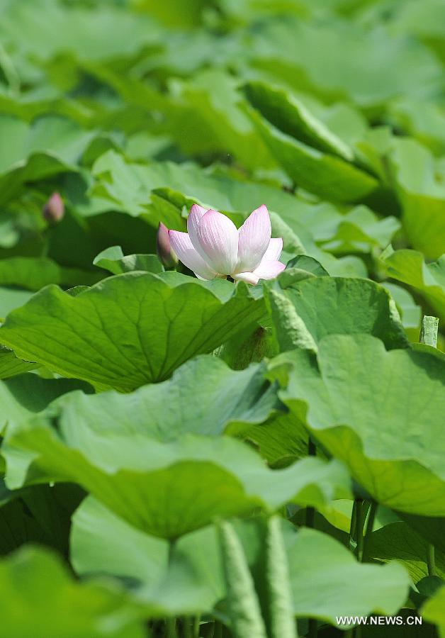 CHINA-NINGXIA-LOTUS (CN) 