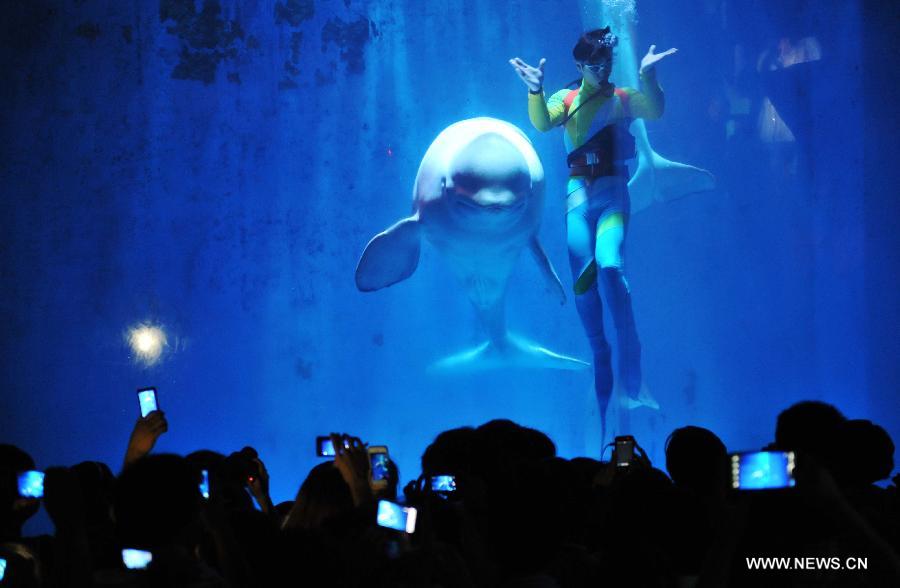 CHINA-HARBIN-BELUGA-PERFORMANCE (CN)