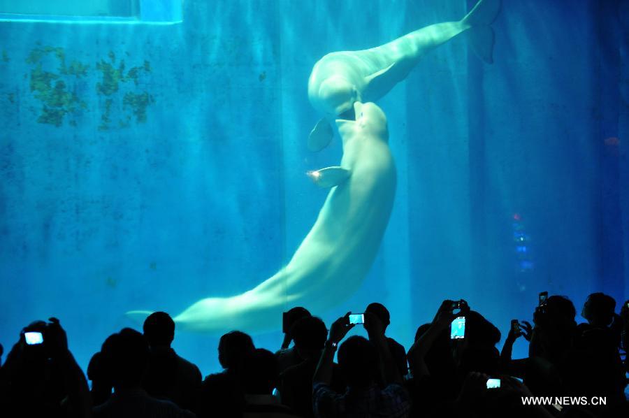 CHINA-HARBIN-BELUGA-PERFORMANCE (CN)
