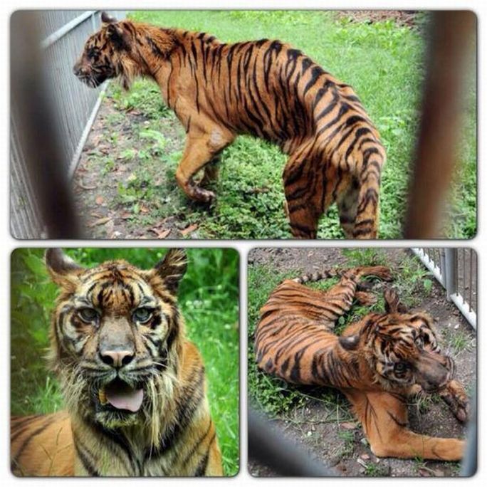Emaciated Sumatran tiger on brink of death 
