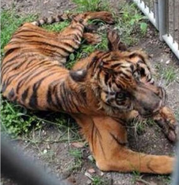 Emaciated Sumatran tiger on brink of death 