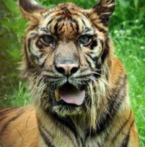 Emaciated Sumatran tiger on brink of death 