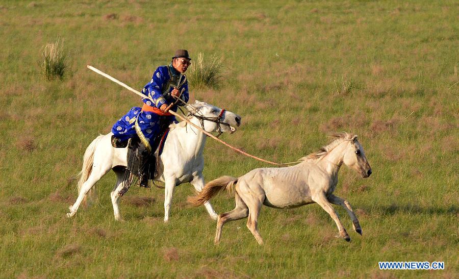 CHINA-INNER MONGOLIA-WEST UJIMQIN BANNER-WHITE HORSES (CN)