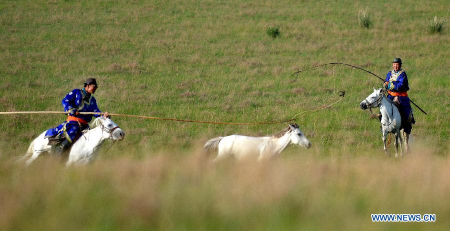 CHINA-INNER MONGOLIA-WEST UJIMQIN BANNER-WHITE HORSES (CN)