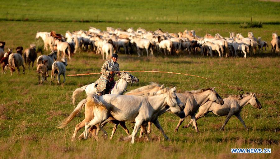 CHINA-INNER MONGOLIA-WEST UJIMQIN BANNER-WHITE HORSES (CN)