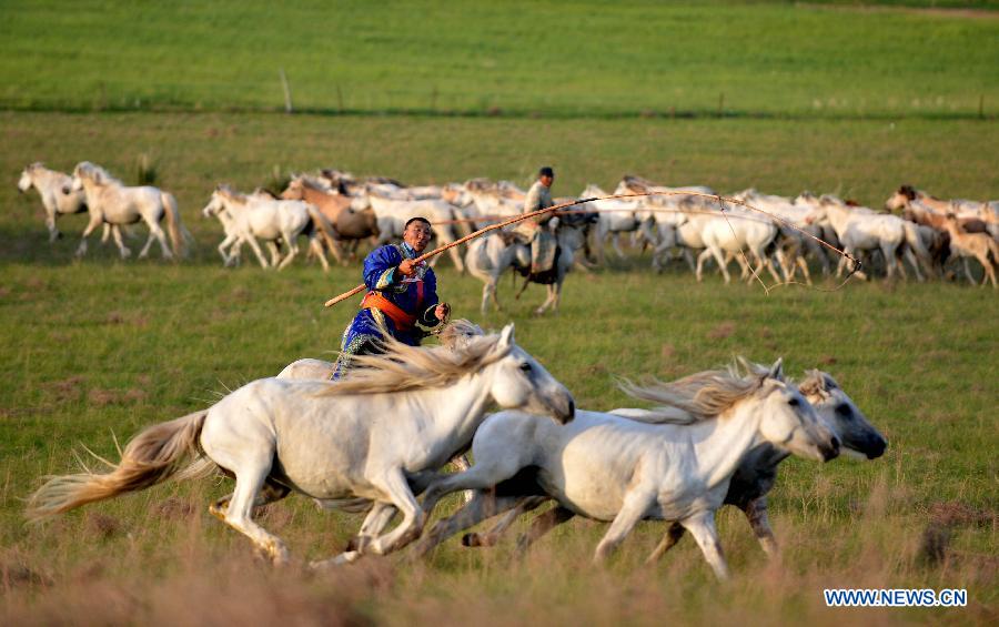 CHINA-INNER MONGOLIA-WEST UJIMQIN BANNER-WHITE HORSES (CN)