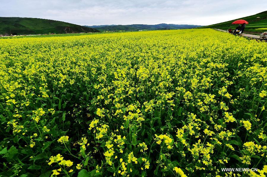 CHINA-QINGHAI-MENYUAN-RAPE FLOWER-SCENERY (CN)