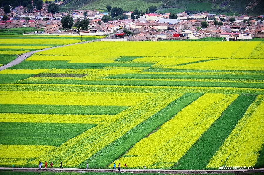 CHINA-QINGHAI-MENYUAN-RAPE FLOWER-SCENERY (CN)