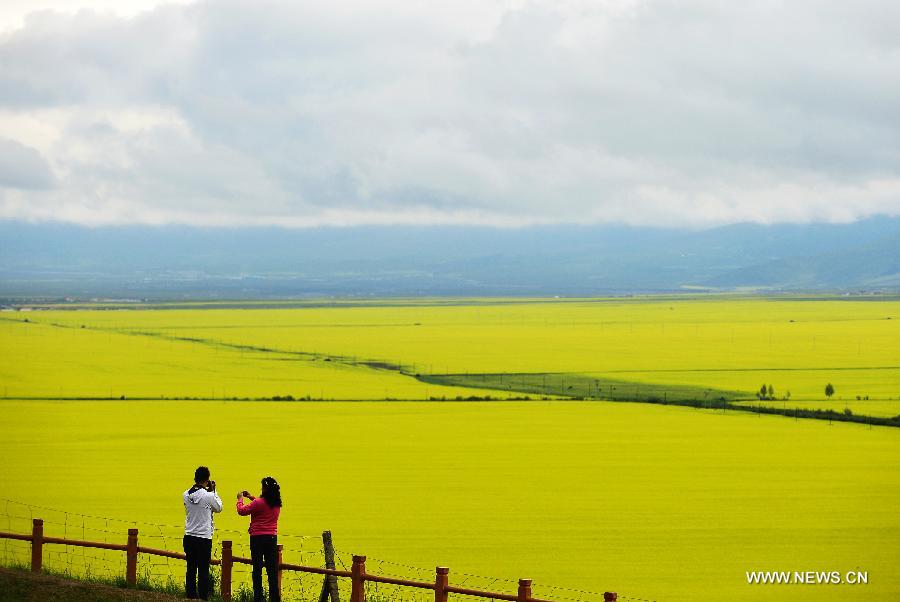 CHINA-QINGHAI-MENYUAN-RAPE FLOWER-SCENERY (CN)