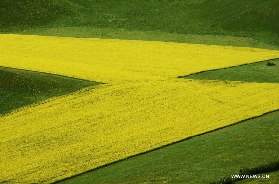 #CHINA-INNER MONGOLIA-HULUNBEIER GRASSLAND (CN)