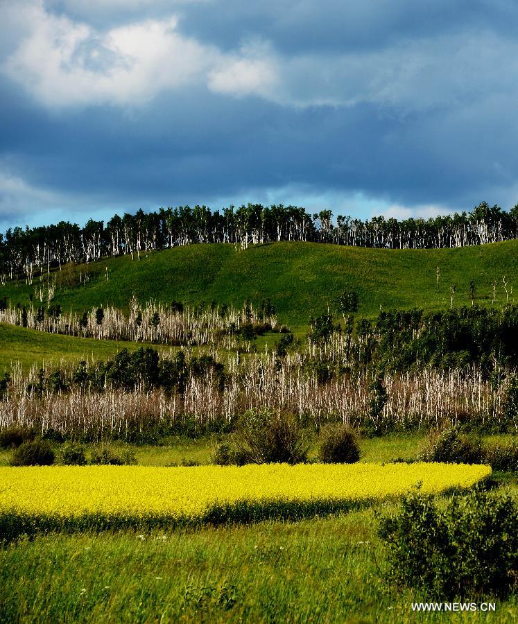 #CHINA-INNER MONGOLIA-HULUNBEIER GRASSLAND (CN)