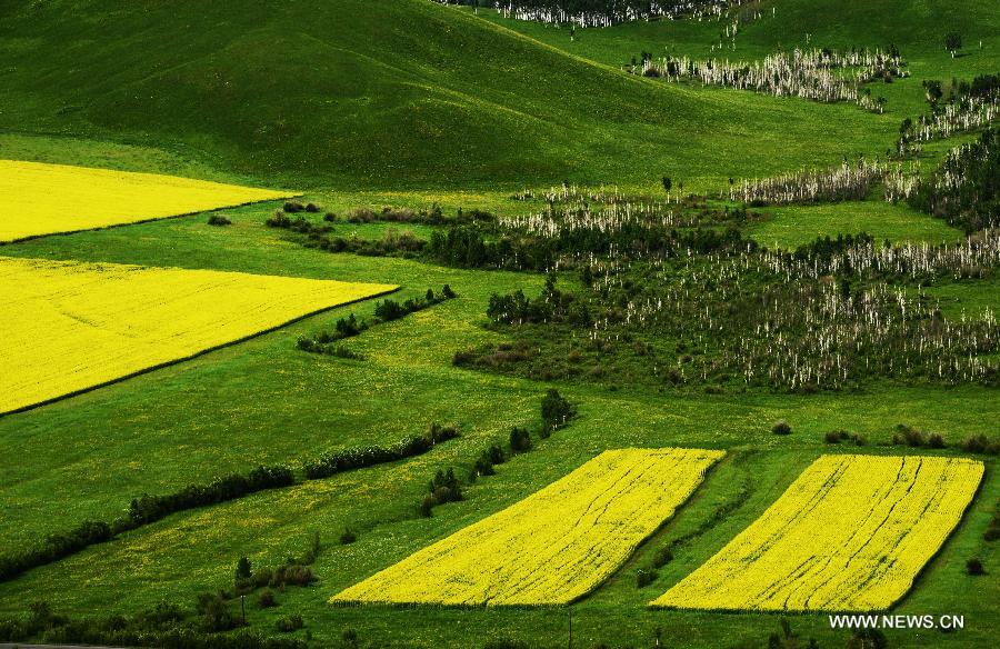 #CHINA-INNER MONGOLIA-HULUNBEIER GRASSLAND (CN)