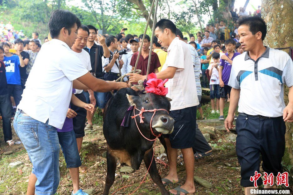 Villagers prepare for the ceremony by roping the cow's neck.