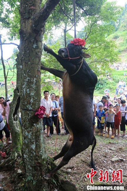 黄牛被吊死在树上，完成了该祈福和警示的仪式。[中新网 谭凯兴 摄]