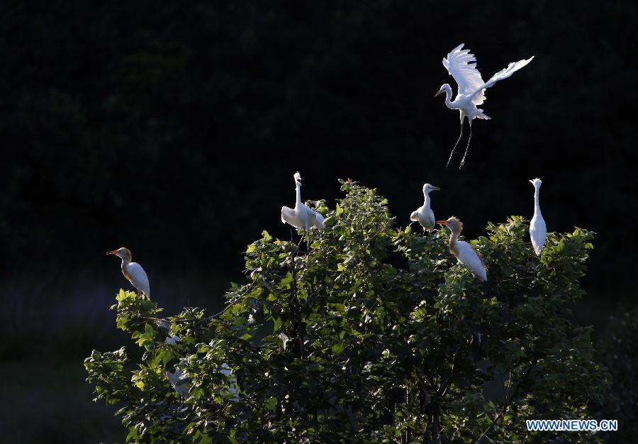 #CHINA-HUNAN-HENGYANG COUNTY-EGRETS (CN)