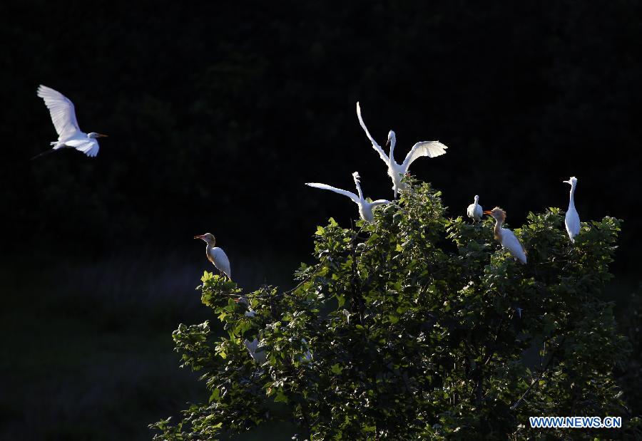 #CHINA-HUNAN-HENGYANG COUNTY-EGRETS (CN)