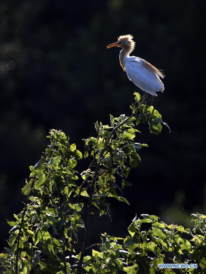 #CHINA-HUNAN-HENGYANG COUNTY-EGRETS (CN)