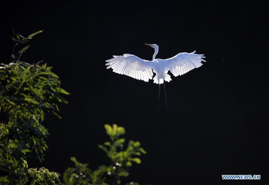 #CHINA-HUNAN-HENGYANG COUNTY-EGRETS (CN)