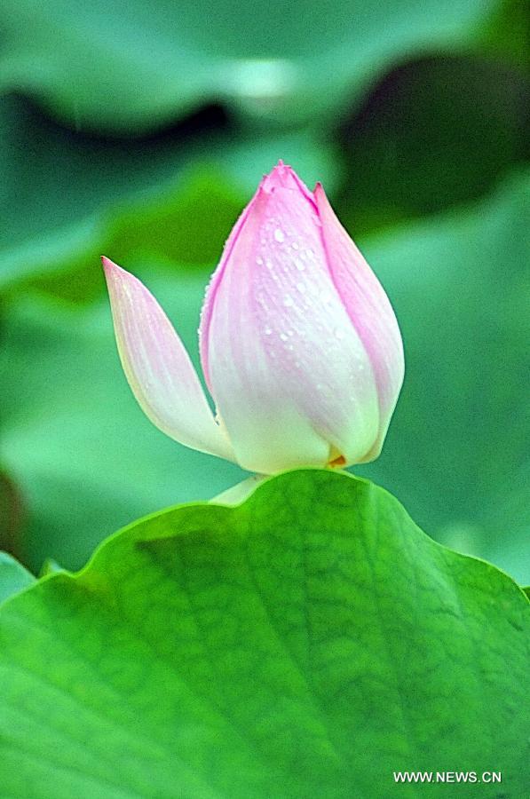 #CHINA-BEIJING-LOTUS FLOWER (CN)