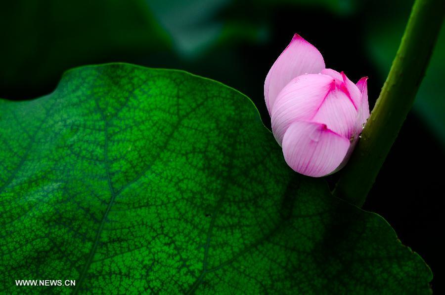 CHINA-JINAN-LOTUS (CN)