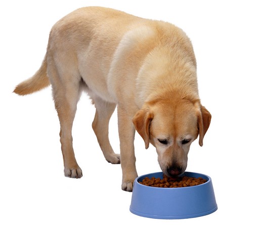 Dog food taster, one of the 'top 10 strangest visa requests' by China.org.cn.