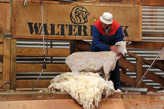 Alpaca Shearer, one of the 'top 10 strangest visa requests' by China.org.cn.