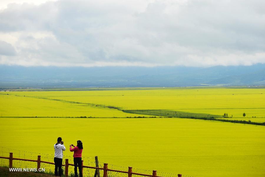 CHINA-QINGHAI-MENYUAN-RAPE FLOWER-SCENERY (CN)