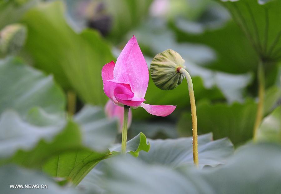 CHINA-HUBEI-WUHAN-LOTUS (CN)