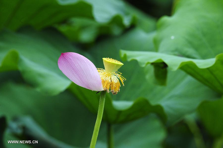 CHINA-HUBEI-WUHAN-LOTUS (CN)