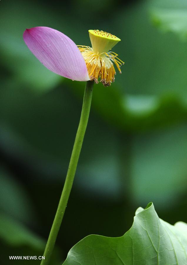 CHINA-HUBEI-WUHAN-LOTUS (CN)