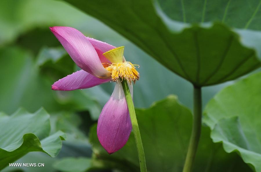 CHINA-HUBEI-WUHAN-LOTUS (CN)