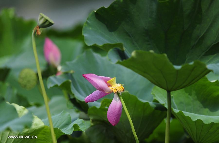 CHINA-HUBEI-WUHAN-LOTUS (CN)