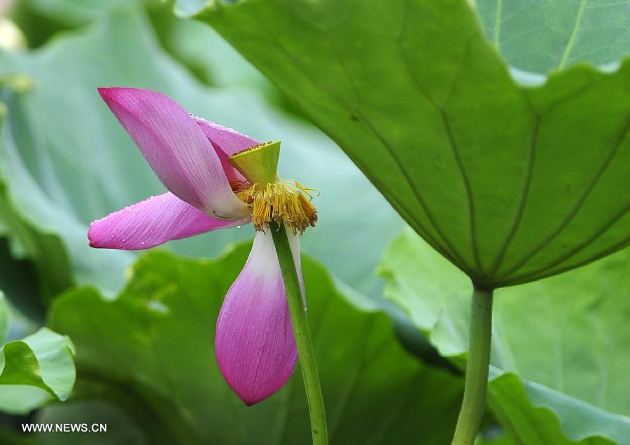 CHINA-HUBEI-WUHAN-LOTUS (CN)