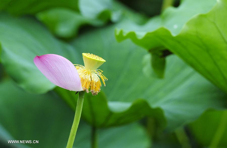 CHINA-HUBEI-WUHAN-LOTUS (CN)