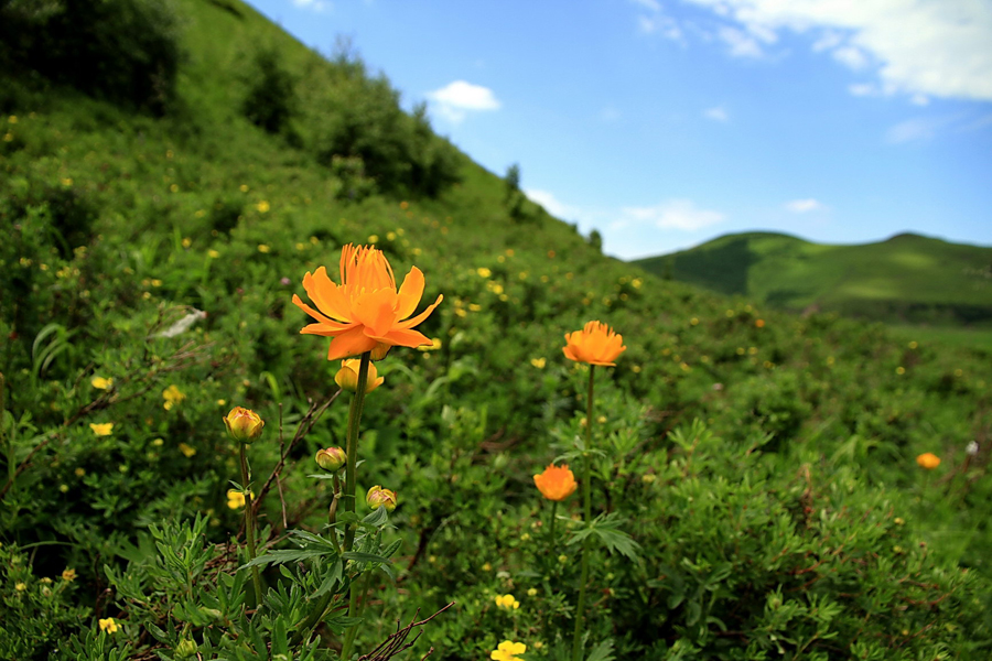 The special climate and geographical position at the junction of the North China Plain and the Inner Mongolia Grasslands give Bashang Grassland its unique natural landscapes and make it a popular destination for tourists and photographers.