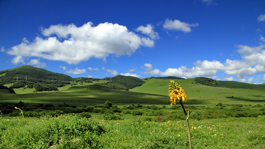 The special climate and geographical position at the junction of the North China Plain and the Inner Mongolia Grasslands give Bashang Grassland its unique natural landscapes and make it a popular destination for tourists and photographers.