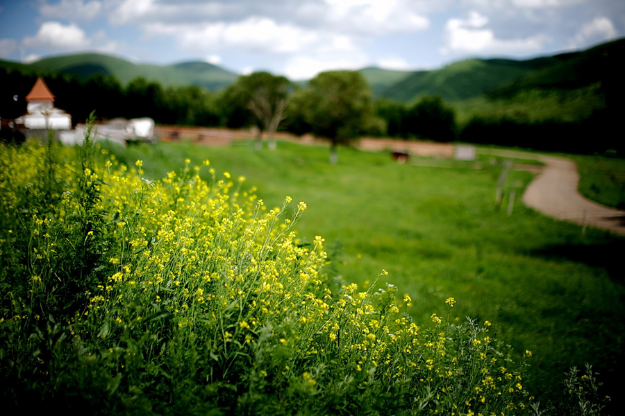 The special climate and geographical position at the junction of the North China Plain and the Inner Mongolia Grasslands give Bashang Grassland its unique natural landscapes and make it a popular destination for tourists and photographers.